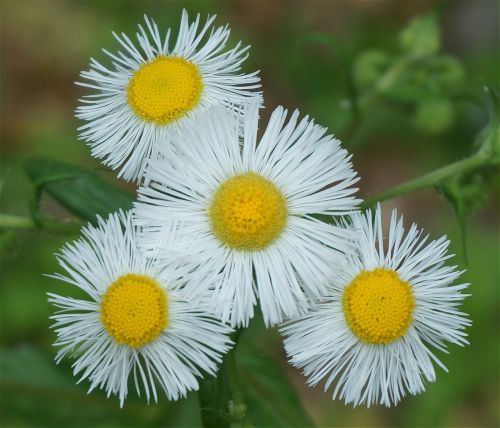 Augalai, Gėlės, Fleabane, Balta, Pavasaris, Sodas, Gamta