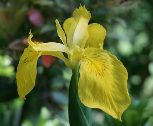 Iris, Augalai, Gėlės, Geltona, Pavasaris, Gamta