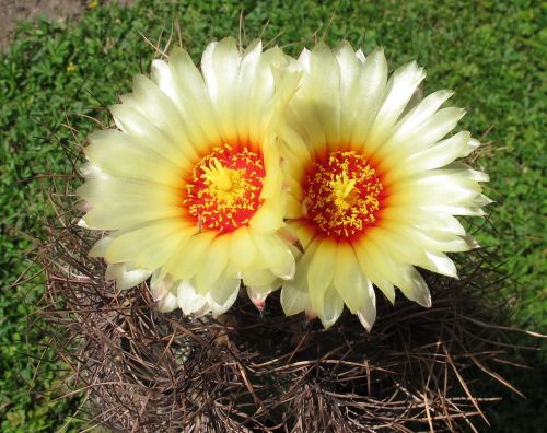 Augalai, Kaktusai, Astrophytum Senile