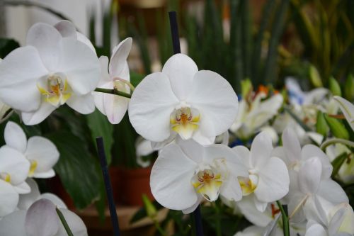Augalai, Gėlės, Balta Orchidėja, Dovanos, Pasiūlymas, Egzotiškas, Puodą, Žydėjimas