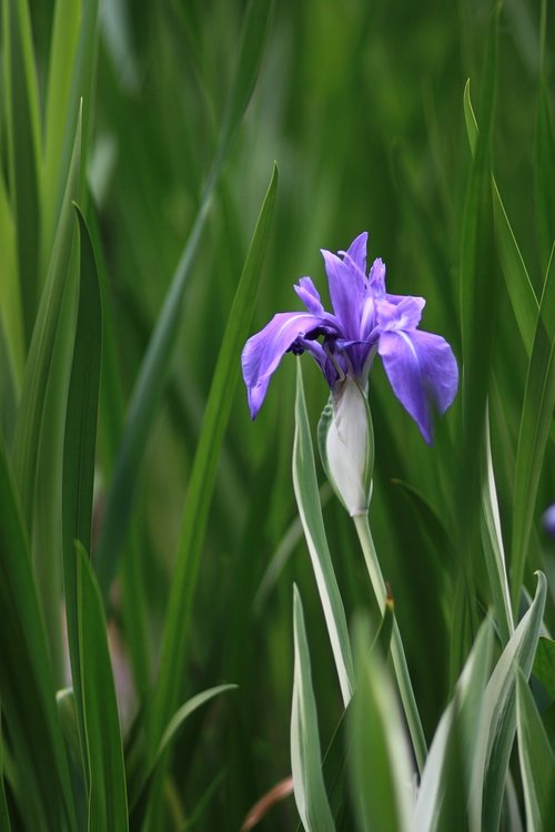 Augalai,  Pobūdį,  Kai Kurie Žmonės Ne,  Gėlės,  Žolė,  Vasara,  Pavasaris,  Baseinas,  Žr Gėlės,  Laukinių,  Sodas,  Wildflower,  Iris,  Vandens Augalai,  Pritvirtinti,  Viena Gėlė,  Noel Internete Dovanų Parduotuvė,  Miške,  Slėnis,  Gražus,  Ryškus,  Lapų,  Švieži Vidutiniai,  Pumpurai,  Ekologija,  Žydėjimo,  Žiedlapis,  Vandens Augalų,  Vandens Augalas