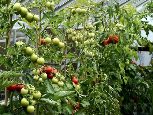 Augalai,  Šiltnamio Efektą Sukeliančių,  Pomidorai,  Brendimas
