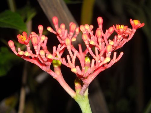 Augalai, Gėlės, Ashoka, Saraca Indica, Oranžinė, Budas