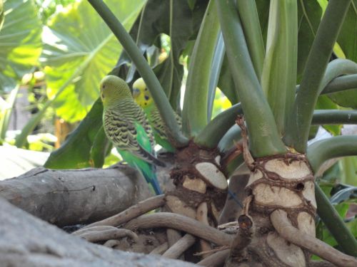 Budgies,  Parakeets,  Australian,  Kalbėti