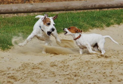 Žaisliniai Šunys, Jack Russel, Terjeras, Šunys, Šunų Šuniukas, Žaisti, Mažas Šuo, Augintiniai, Mielas, Žaismingas, Šuniukas, Romp, Siautėjantys Šunys, Gyvūnų Nuotrauka, Gyvūnai, Smėlyje, Mažas, Gyvūnų Pasaulis, Laukinės Gamtos Fotografija, Fotografija