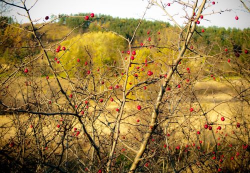 Pleineris, Laukinė Rožė, Krūmas