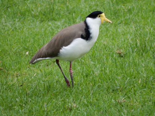 Plover, Paukščiai, Laukiniai Paukščiai, Laukinė Gamta, Gamta, Migruojantis, Rūšis, Laukiniai, Gyvūnas, Paukščių Stebėjimas, Fauna, Australian