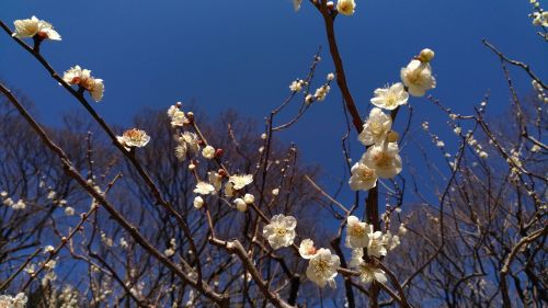Slyva, Baltos Gėlės, Pavasaris, Korakuen, Japonija