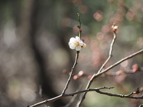 Slyva, Pavasaris, Japonija