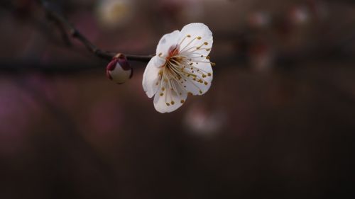 Slyva, Hongmae, Pavasario Gėlės, Didingas, Orumas