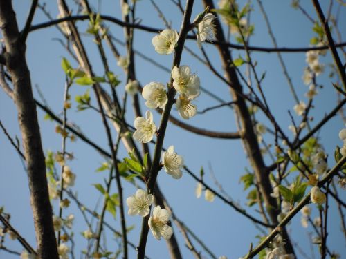 Slyvos Žiedas, Pavasaris, Japonų Abrikosas, 蔣 Buvusi Rezidencija, Gėlės