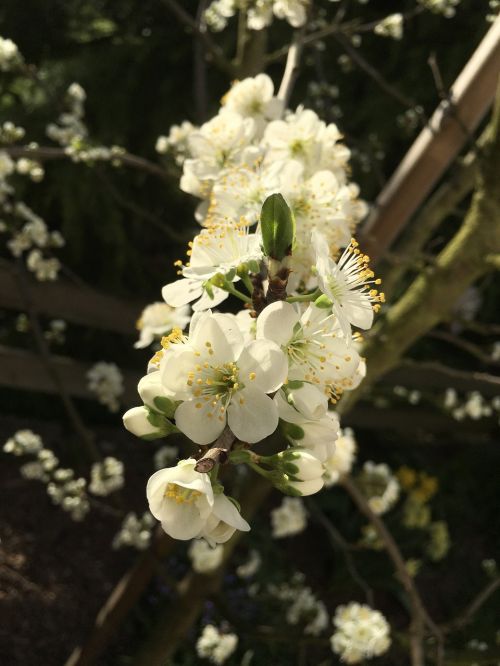 Slyvų Medis, Slyvos Žiedas, Ryto Saulė, Pavasaris, Gamta, Žydintys Stiebai, Prunus Domestica