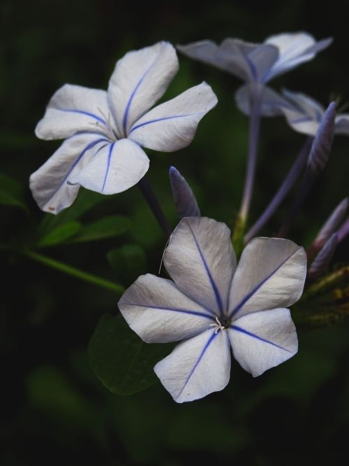Plumbago, Violetinė, Gėlė, Purpurinė Gėlė, Pavasaris, Gėlė Violetinė, Cape Europaea, Mėlynas, Violetinė