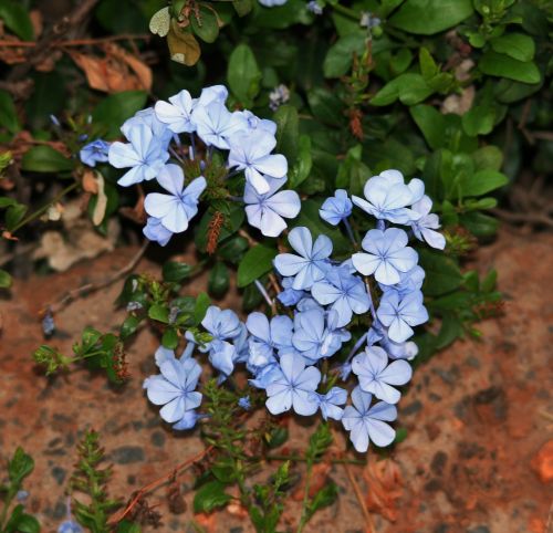 Gėlės,  Mėlynas,  Bluebush,  Subtilus,  Plumbago Gėlės