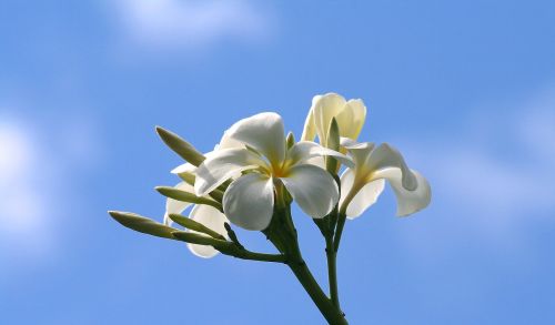 Plumeria, Gėlės, Gamta, Balta, Geltona, Žiedlapis, Dangus, Žiedas, Žydėti, Gėlių, Pavasaris, Vasara, Gražus, Harmonija