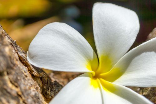 Plumeria, Gėlė, Atogrąžų, Augalas, Hawaii, Havajų Kalba