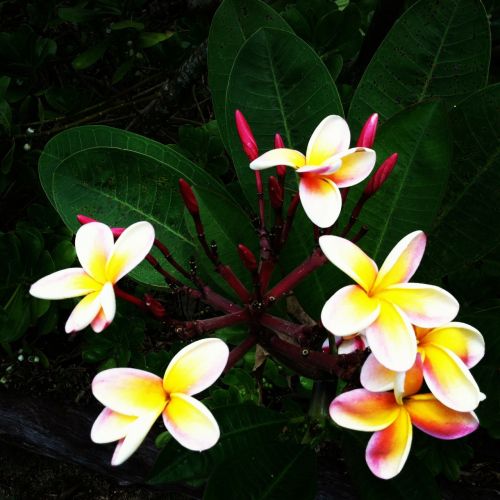 Plumeria, Gėlės, Hawaii, Gėlė, Aromatingas, Žiedas, Gražus, Gamta