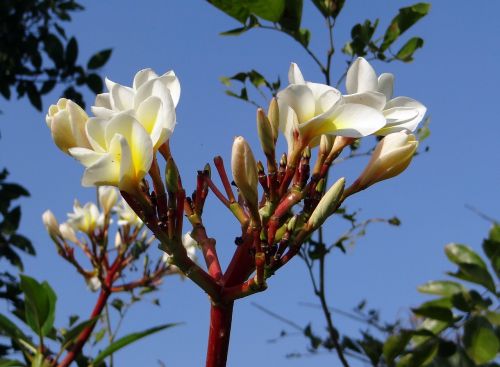 Plumeria, Paprastas Baltas Frangipanas, Gėlė, Atogrąžų, Hubli, Indija
