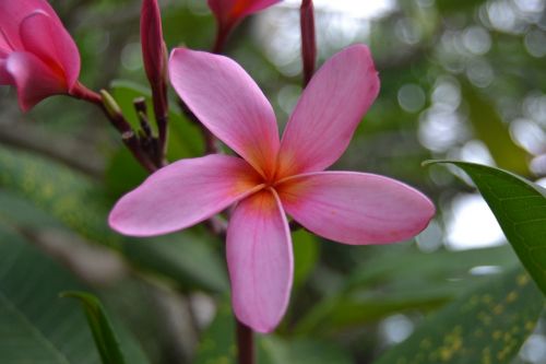 Plumeria, Rožinė Gėlė, Gėlė