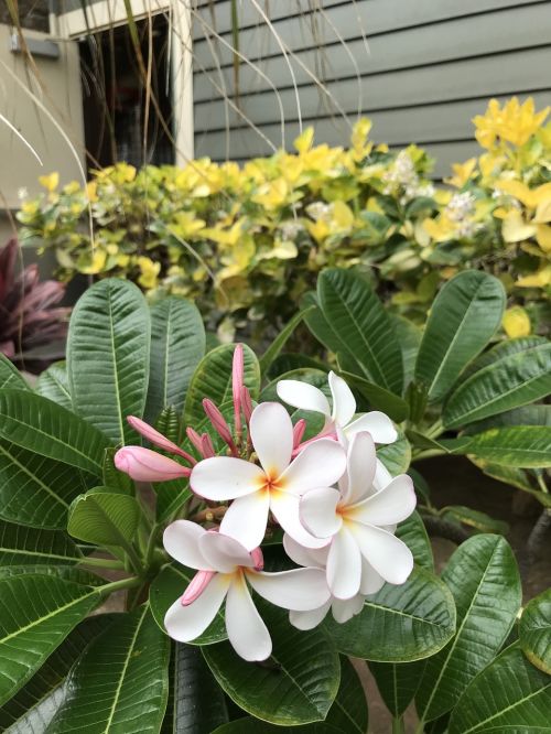 Plumeria, Hawaii, Gėlė, Gėlių