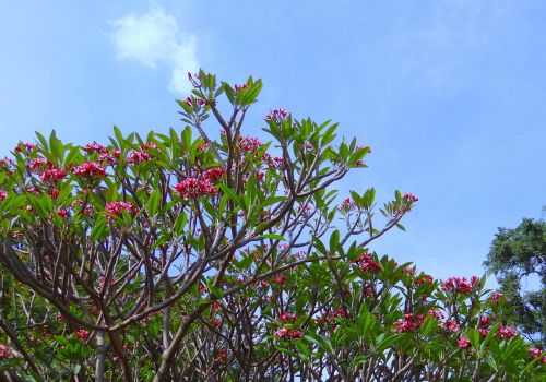 Plumeria, Raudona, Frangipani, Plumeria Rubra, Gėlė, Medis, Botanikos Sodas, Lalbagh, Bangalore, Indija