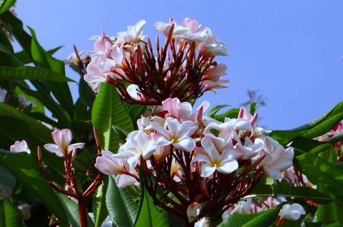 Plumeria, Rožinis, Frangipani, Gėlė, Flora, Botanikos Sodas, Lalbagh, Bangalore, Indija