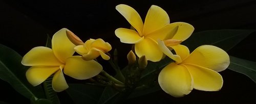 Plumeria,  Tropinės Gėlės,  Geltona,  Geltonos Gėlės,  Frangipani,  Havajų Lėja Gėlė