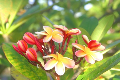 Plumeria,  Gėlės,  Pobūdį,  Egzotiškas,  Havajai,  Augmenija