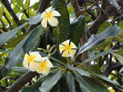 Plumeria, Gėlė, Atogrąžų, Gamta, Balta, Geltona, Hawaii, Egzotiškas, Augalas, Natūralus, Havajų Kalba, Žalias, Lapai