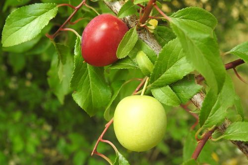 Vyšnių Slyva, Geltonos Slyvos, Vaismedis, Filialas, Vaisiai, Nesubrendusio, Prunus Cerasifera