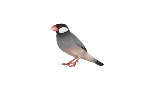 Png, Java Sparrow, Žvirblis, Paukštis, Mažas Paukštelis, Ave, Sustojo