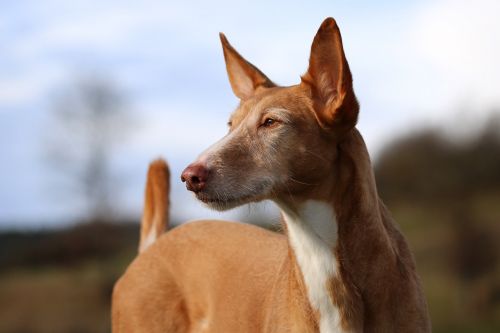 Podenco,  Andaluz,  Šuo,  Be Honoraro Mokesčio