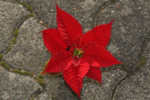 Poinsettia, Euphorbia Pulcherrima, Raudona, Kalėdų Žvaigždė, Dekoratyvinis Augalas, Spurge Šeimos, Adventsstern, Flora