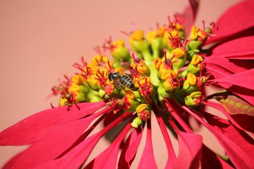 Poinsettia, Bičių, Gėlė, Kalėdos, Augalai, Medus Bitės, Gamta, Biologinė Įvairovė