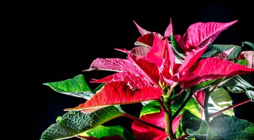 Poinsettia, Raudonas Lapas, Adventas, Žiemos Gėlė