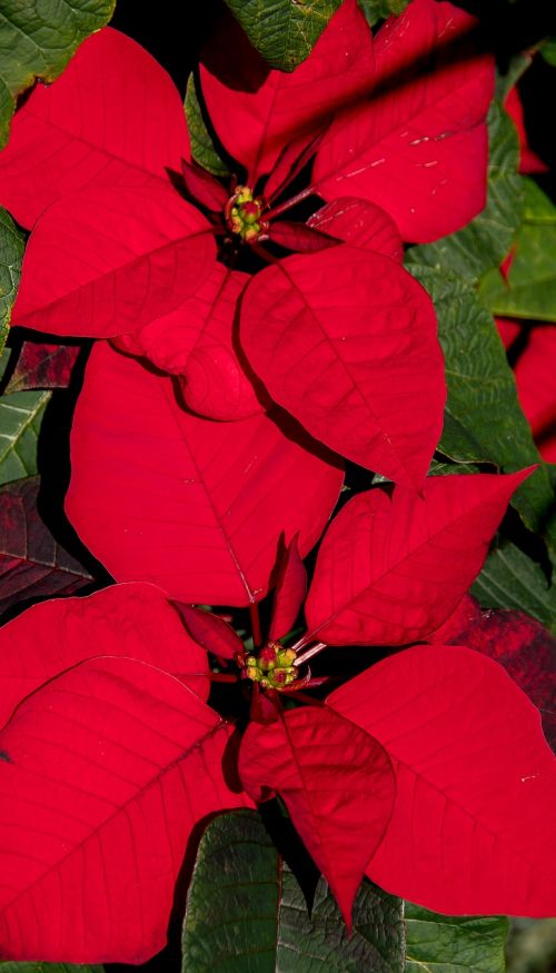 Poinsettia, Lapai, Gėlės, Raudona, Šviesus, Kalėdos