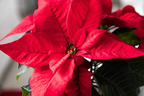 Poinsettia, Augalas, Raudona Gėlė, Kalėdos