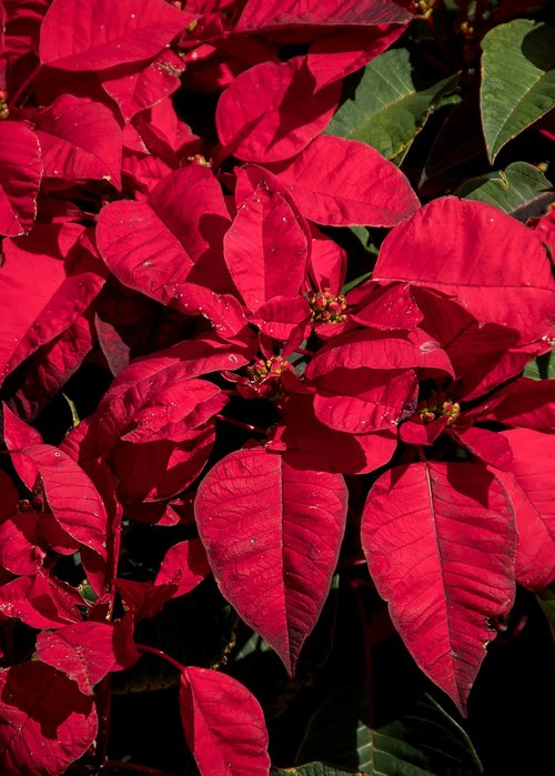 Poinsettia,  Lapai,  Gėlės,  Raudona,  Šviesus,  Kalėdos