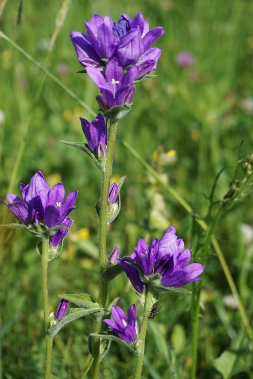 Aštraus Gėlė, Žiedas, Žydėti, Violetinė, Uždaryti, Gamta, Augalas