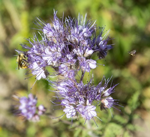 Smailu Gėlių,  Augalų,  Gėlė,  Vasara,  Violetinė,  Laukinių Gėlių,  Gėlės,  Pobūdį,  Augmenija