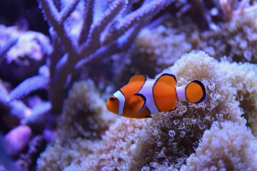 Klounas,  Žuvis,  Clown Fish Nemo