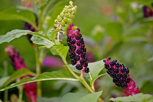 Pokeweed, Uogos, Sodas, Toksiškas, Krūmas, Žalias, Lapai, Gamta, Augalas, Nesubrendusio, Lapai, Baltas Žiedas, Sodo Dizainas, Žiedas, Žydėti, Balta, Žydėti, Lapija, Vasara, Vaisiai, Ruduo, Prinokę