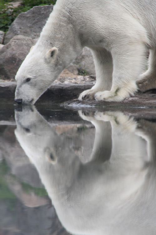 Baltoji Meška, Gyvūnas, Žinduolis, Ledas, Vanduo, Šaltas, Polar