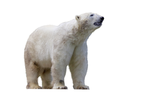 Baltoji Meška,  Predator,  Žinduolis,  Pavojinga,  Zoo,  Gyvūnas,  Kailiai,  White Bear,  Plaukti,  Gyvūnijos Pasaulyje,  Vandens,  Arctic,  Iš Arti