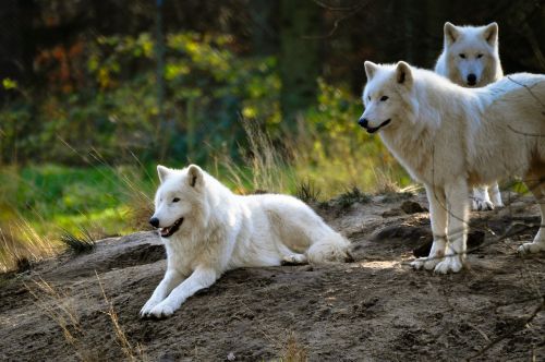 Polarwolf, Vilkas, Zoologijos Sodas, Dykuma, Baltas Kailis, Pavojingas, Laukinis Gyvūnas
