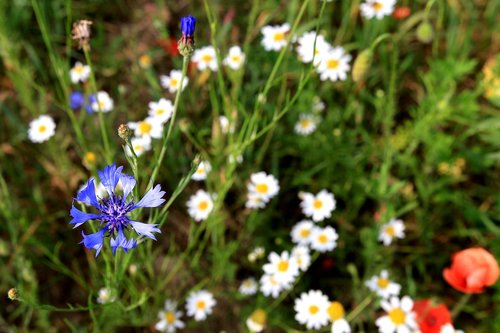 Lenkas,  Gėlės,  Meadow,  Laukas,  Aguonos,  Rugiagėlės,  Gamta