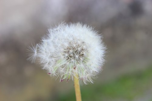 Žiedadulkės,  Pobūdį,  Izmitas