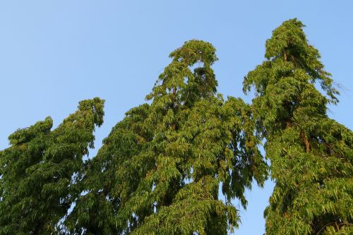 Polyalthia Longifolia, Medis, Klaidinga Ashoka, Budos Medis, Indijos Stiebas, Indijos Eglė, Ashoka, Devadaru, Debdaru, Asopalav, Kittur, Indija