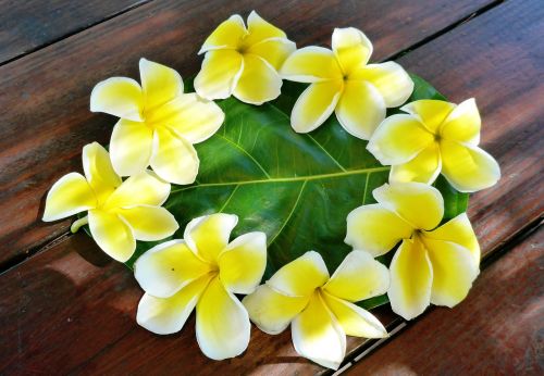 Plumeria, Gėlė, Polinezija