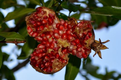 Granatas, Vaisiai, Gamta, Maistas